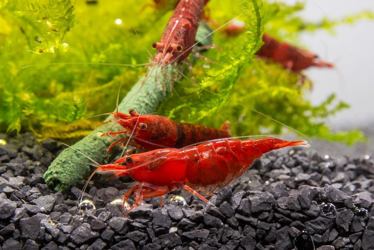 Shrimp Red